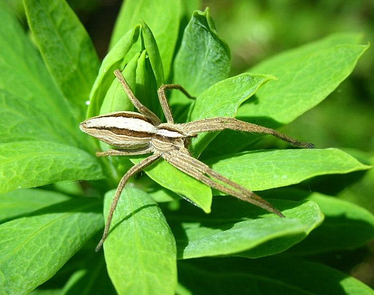 Pisaura mirabilis